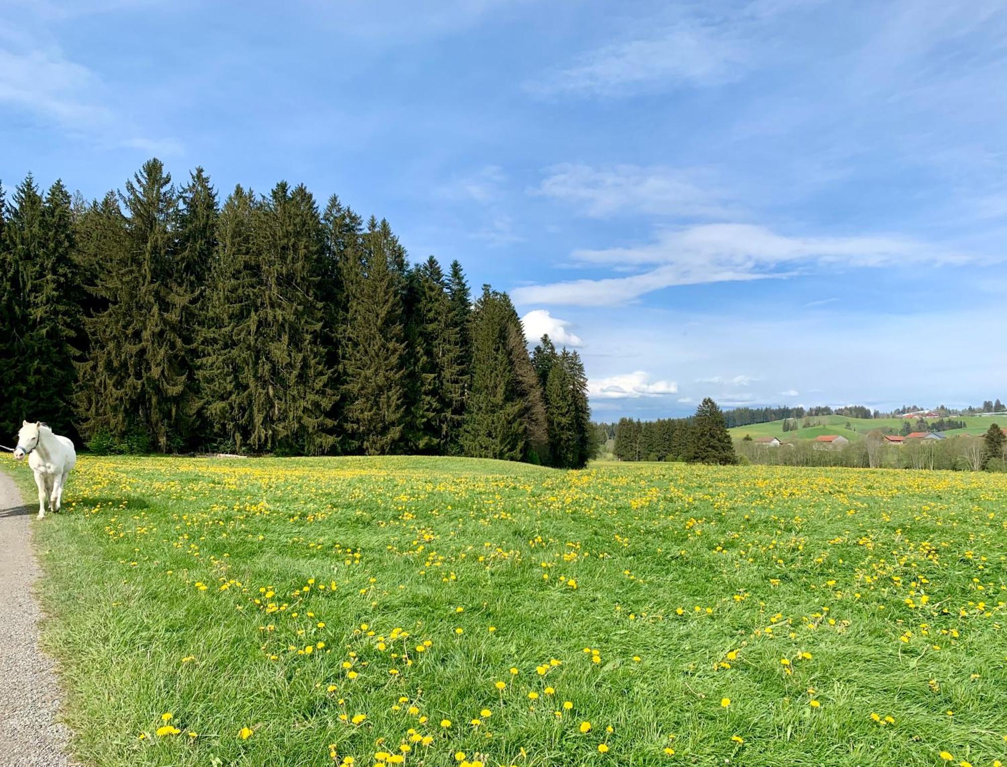 Lindners Hideaways - Bergnest Lodge - Bergblick Fewo 6 Pers Balkon Garten Hund Ski Unterkunft Luftkurort Oberreute Naehe Buchenegger Wasserfaelle Eistobel Bodensee Extérieur photo